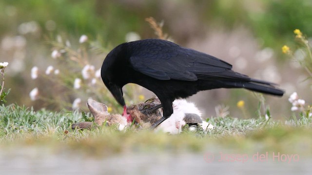 Carrion Crow - ML634093507