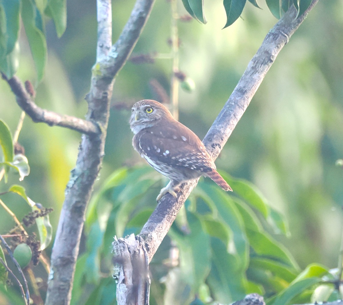 Ferruginous Pygmy-Owl - ML634093692