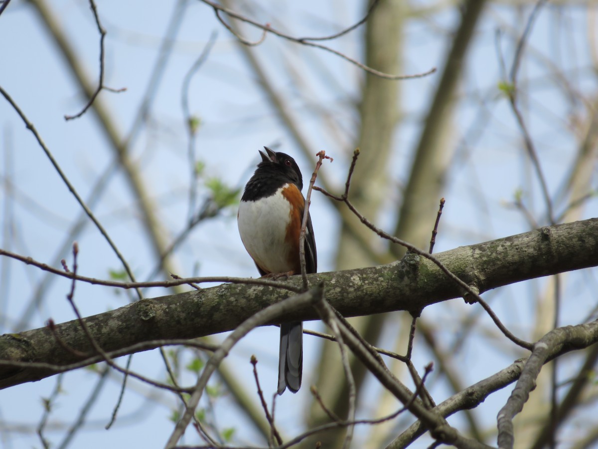 Eastern Towhee - ML634093699