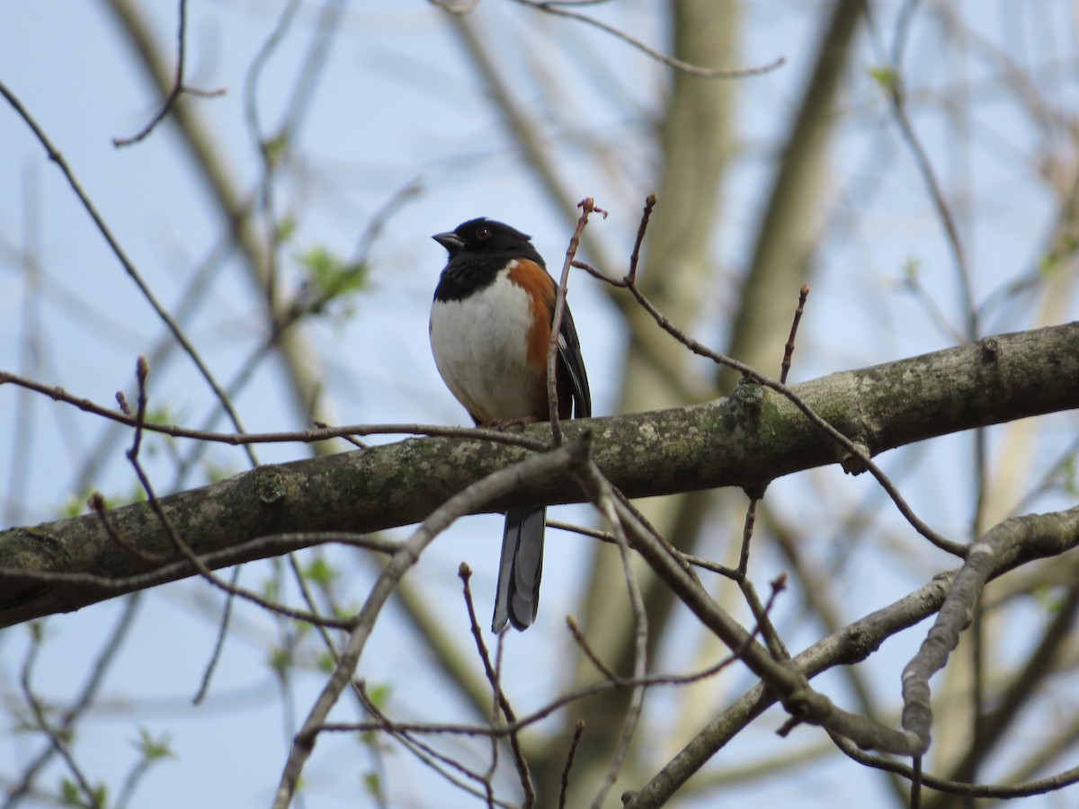 Eastern Towhee - ML634093700