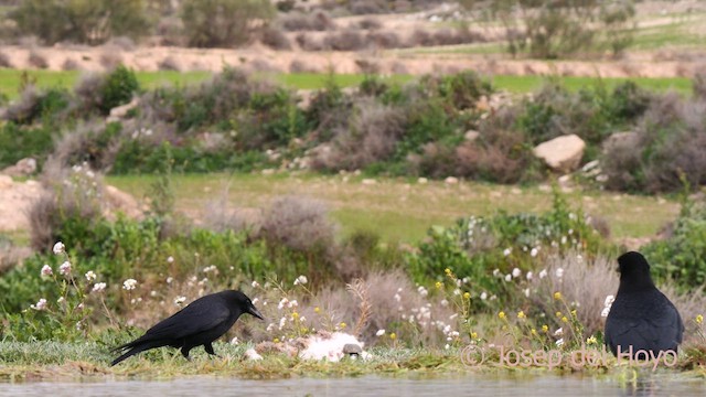 Carrion Crow - ML634093755