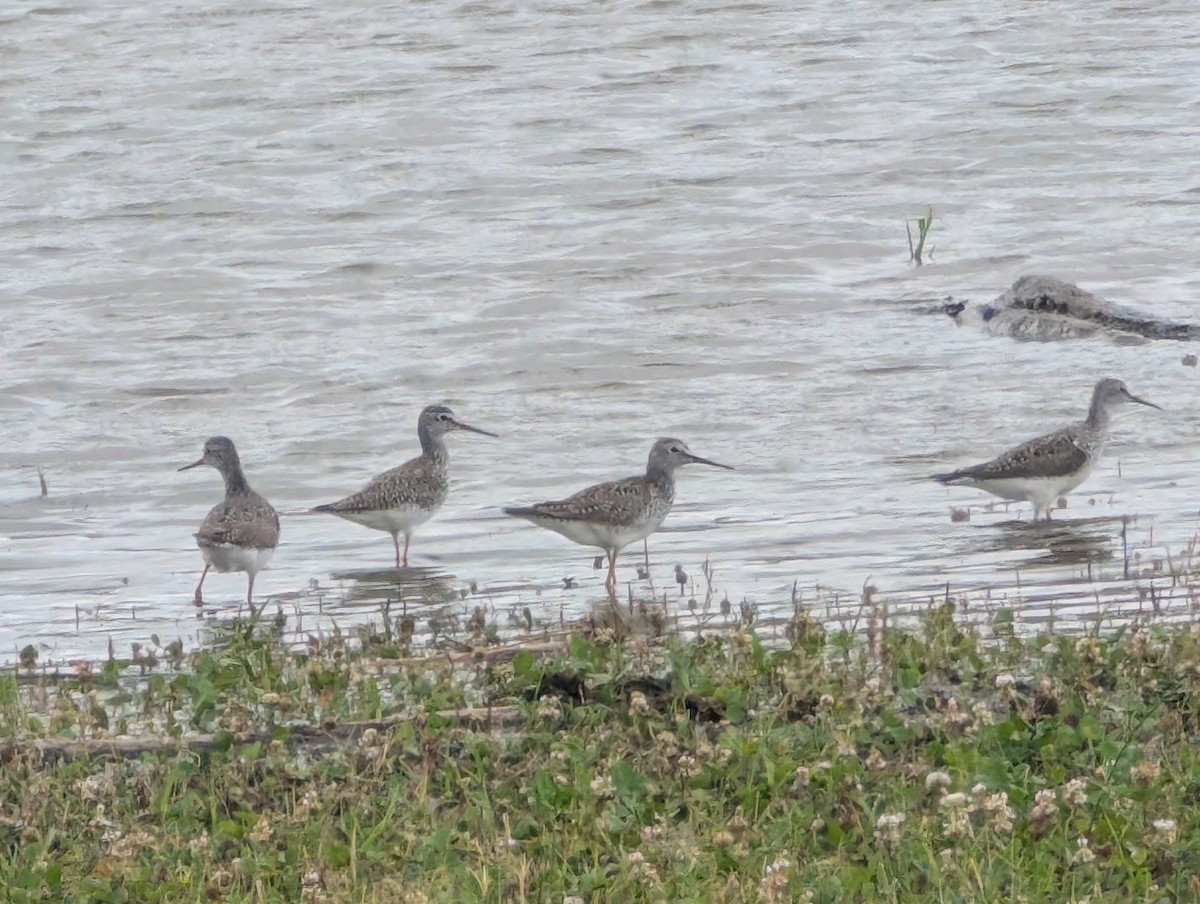 Greater Yellowlegs - ML634093825