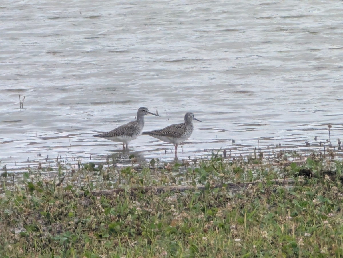 Greater Yellowlegs - ML634093840