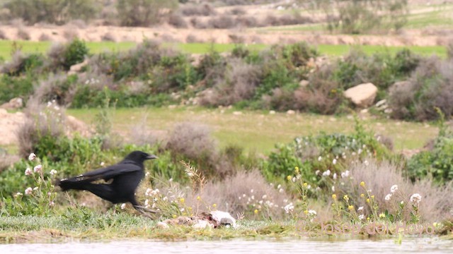 Carrion Crow - ML634093849