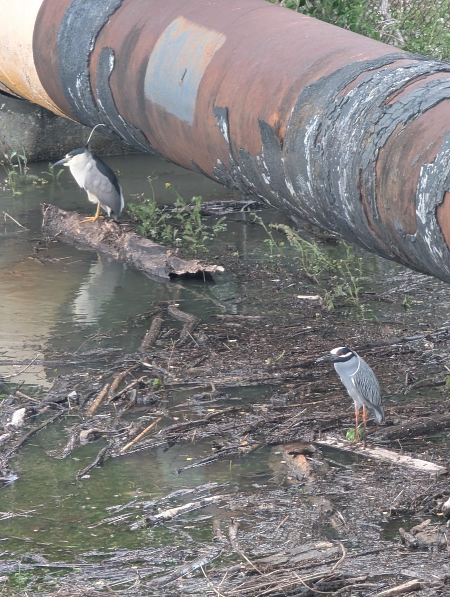 Black-crowned Night Heron - ML634093863