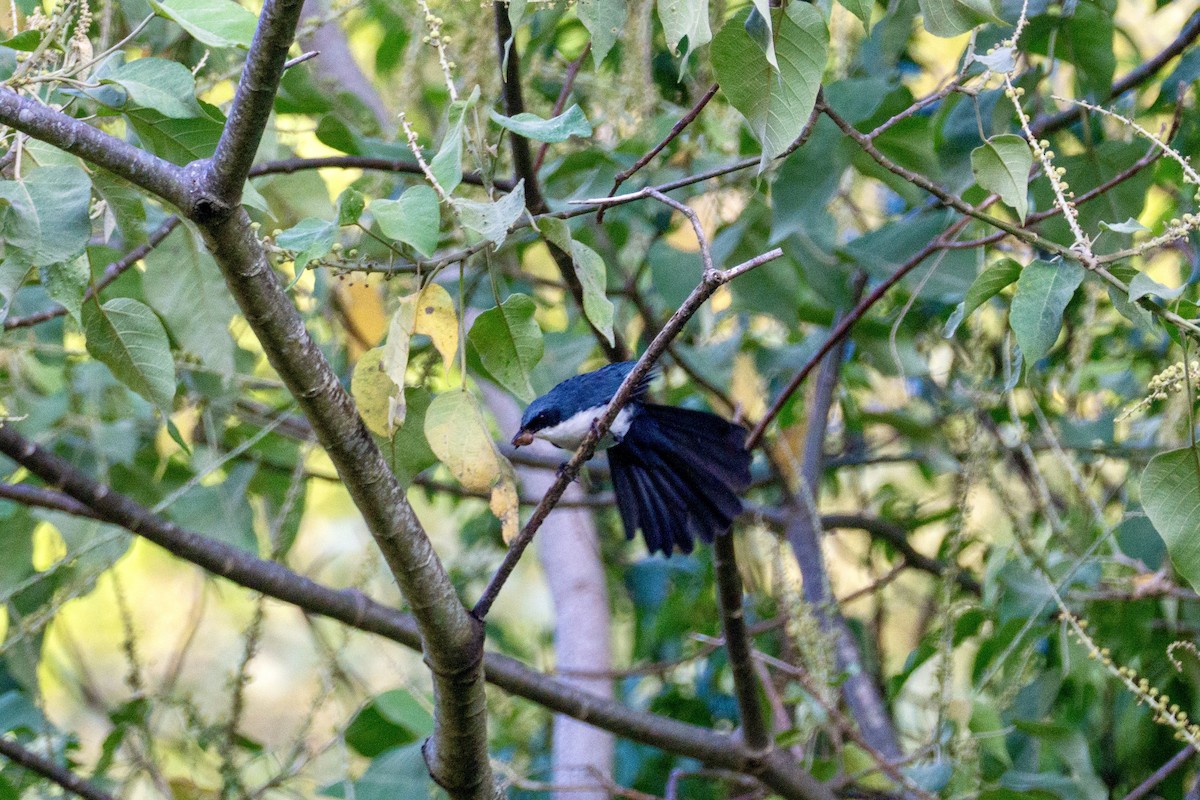 Blue-and-white Mockingbird - ML634093896