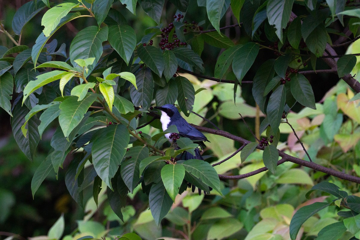 Blue-and-white Mockingbird - ML634093941