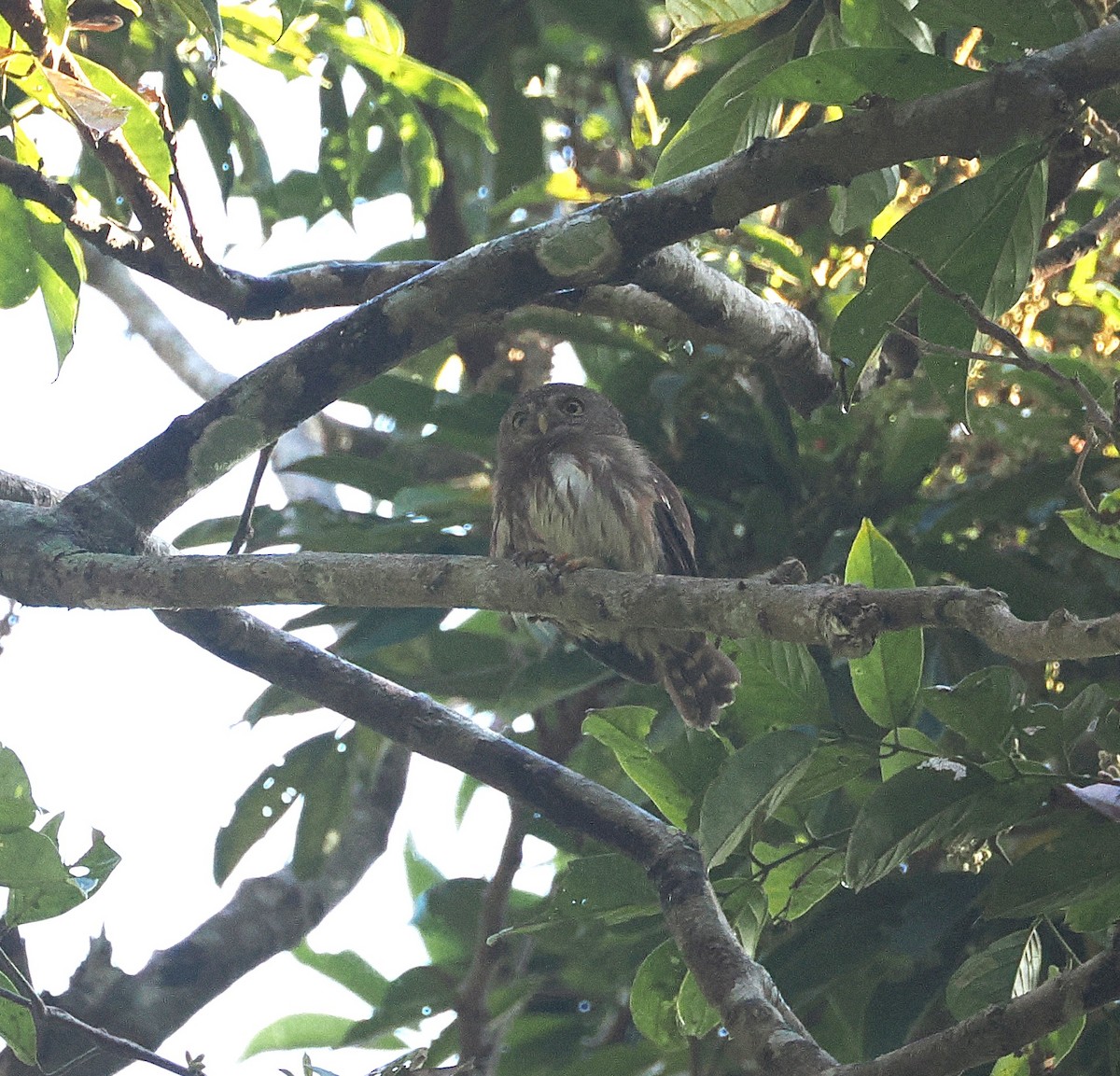 Colima Pygmy-Owl - ML634094032
