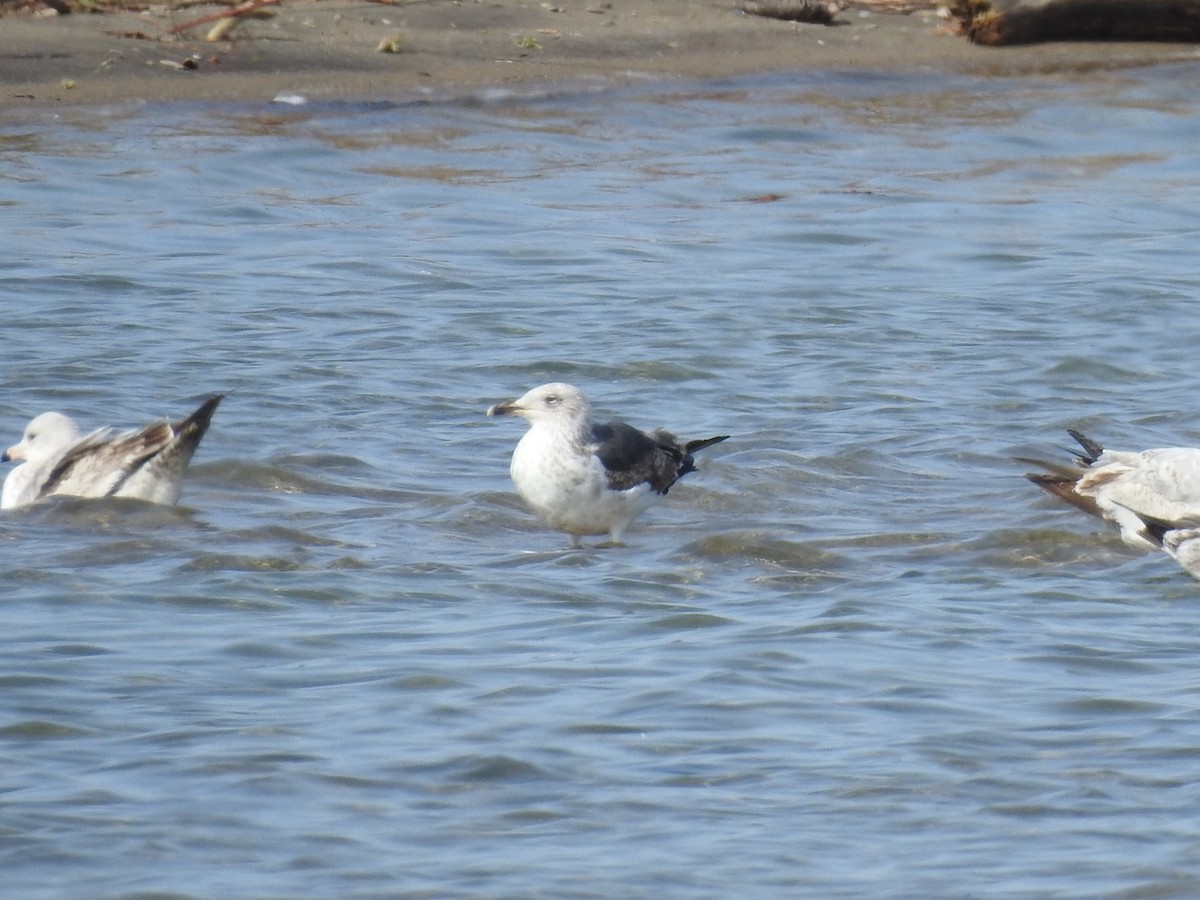 Lesser Black-backed Gull - ML634094049