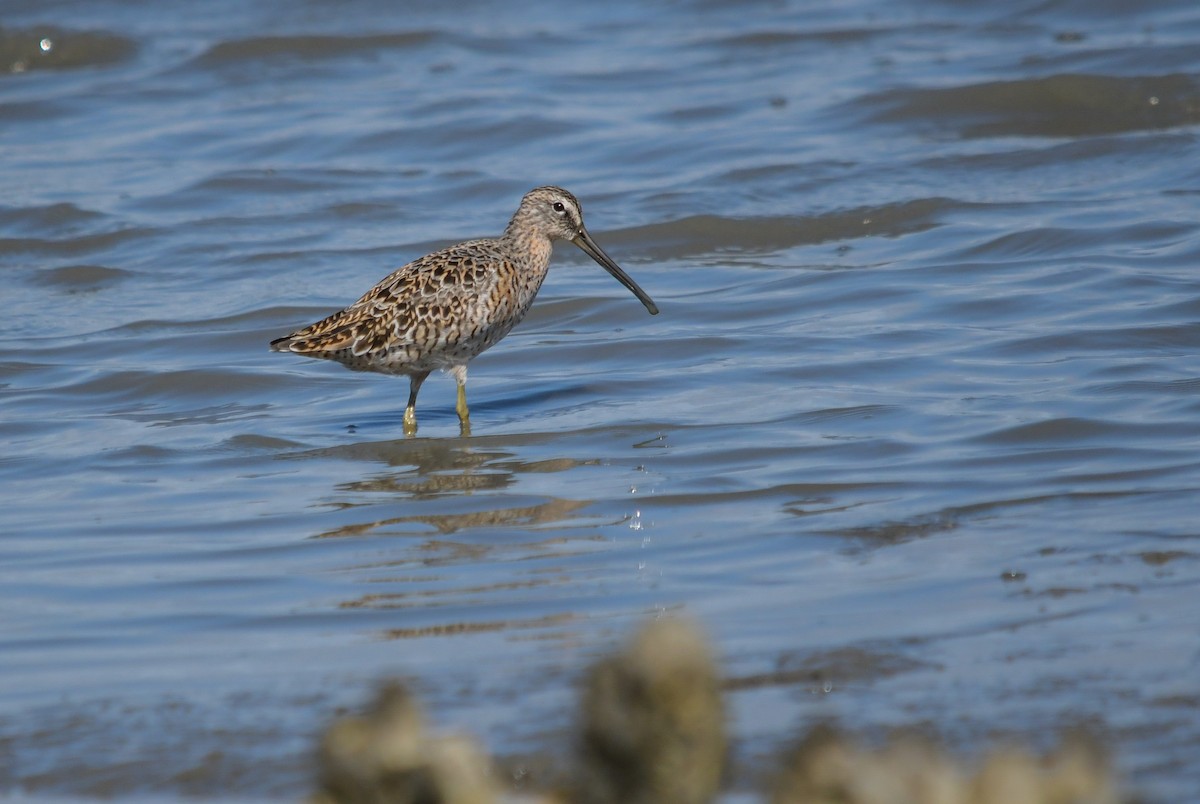 Short-billed Dowitcher - ML634094052