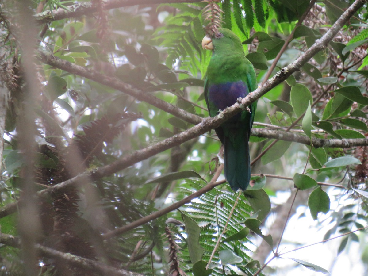 Blue-bellied Parrot - ML634094114