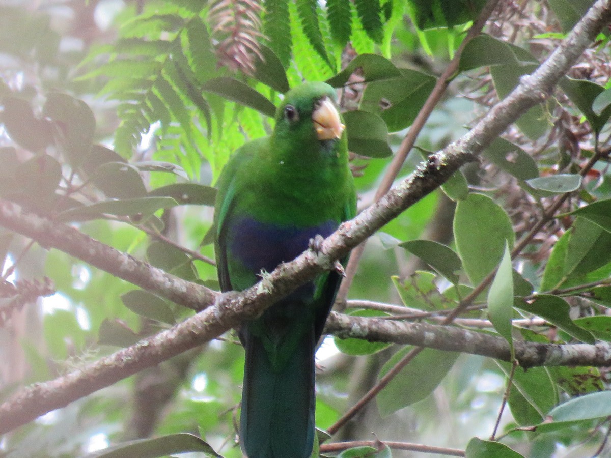 Blue-bellied Parrot - ML634094132