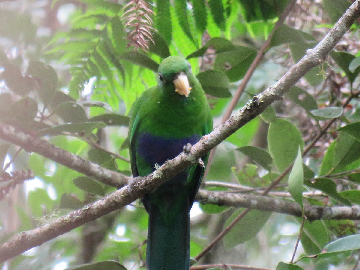 Blue-bellied Parrot - ML634094133