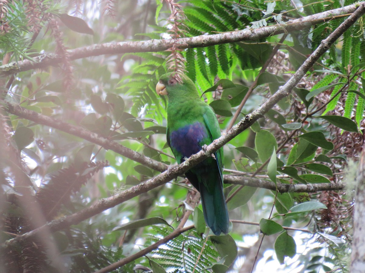 Blue-bellied Parrot - ML634094134