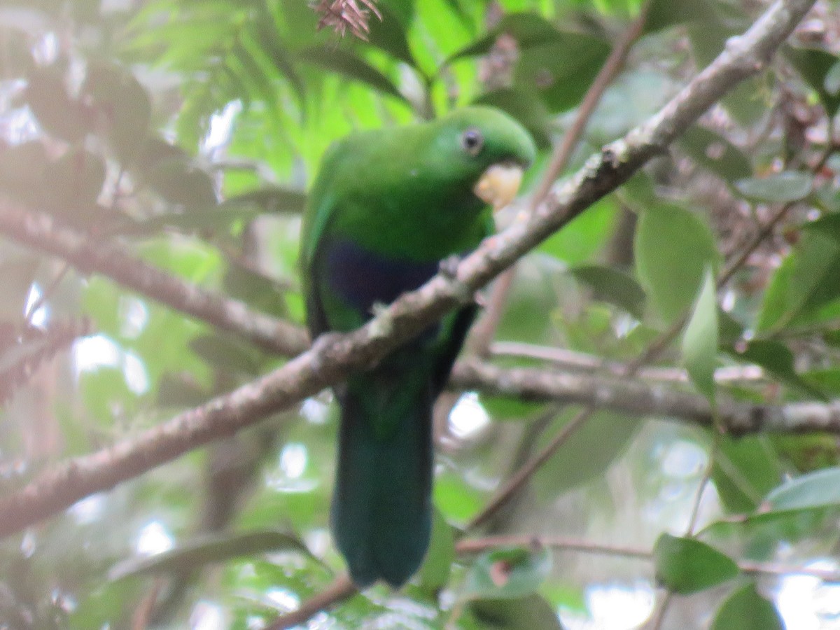 Blue-bellied Parrot - ML634094135