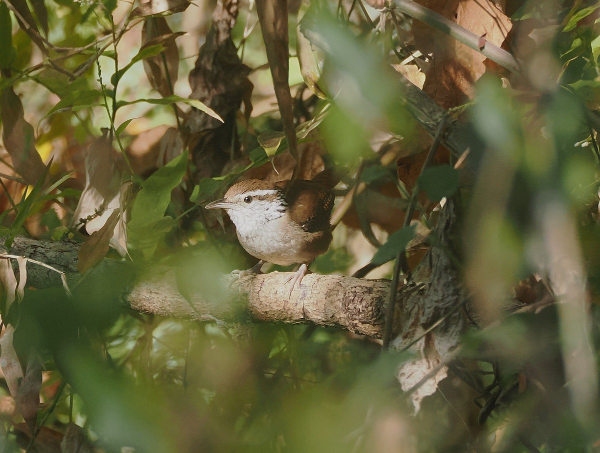 Sinaloa Wren - ML634094234