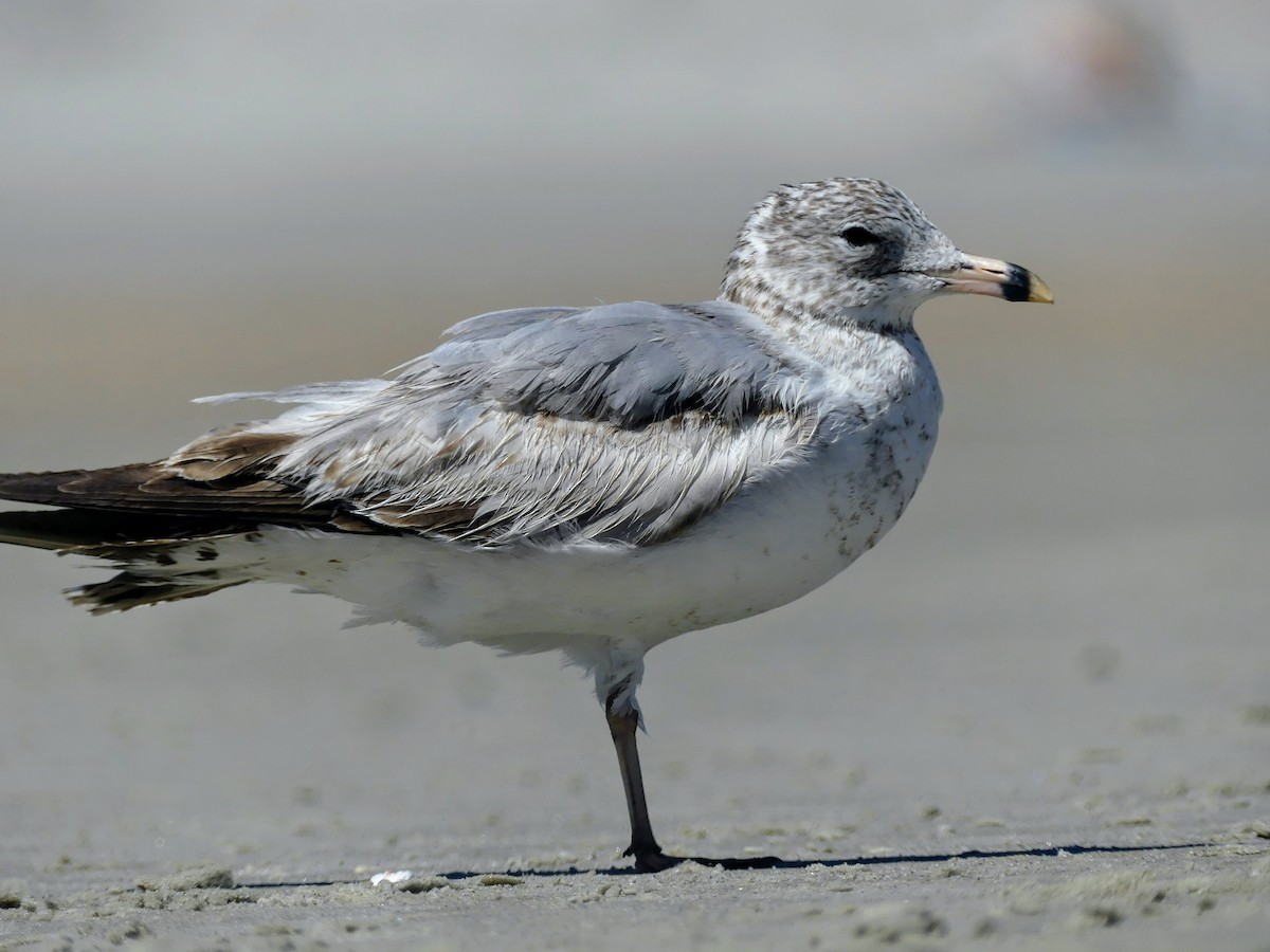 Ring-billed Gull - ML634094248