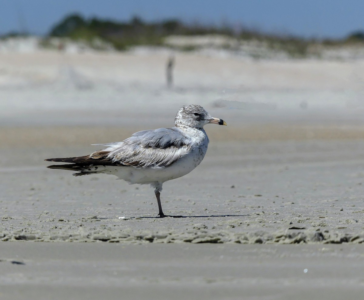 Ring-billed Gull - ML634094249