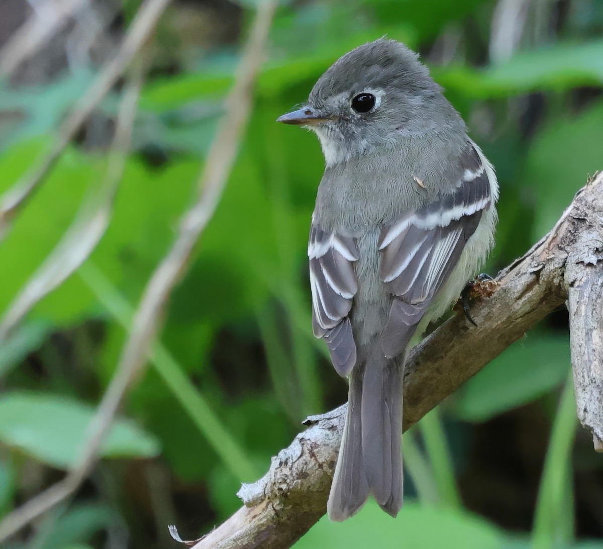 Western Flycatcher - ML634094280