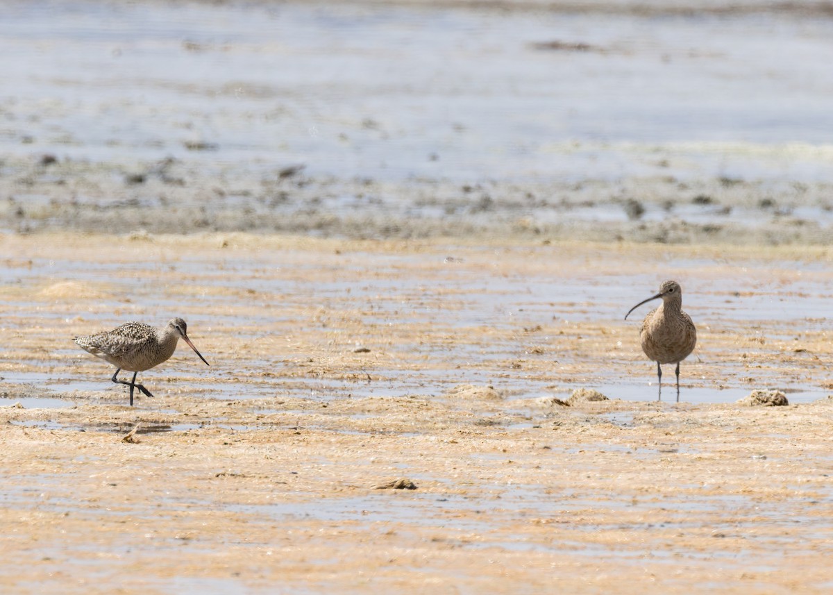 Marbled Godwit - ML634094282
