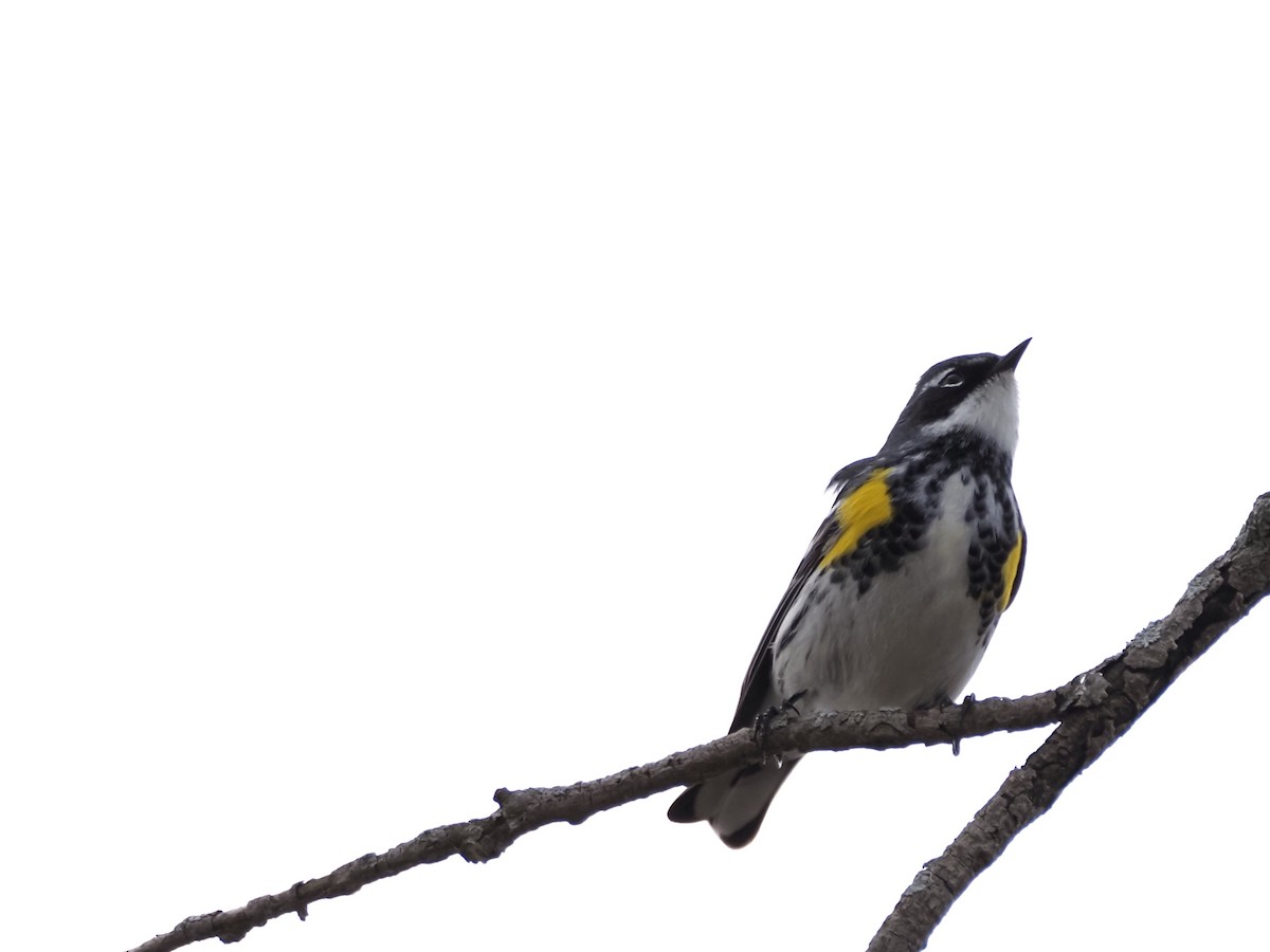 Yellow-rumped Warbler - ML634094283