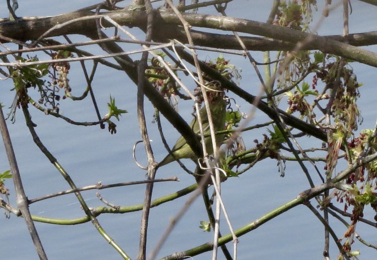 Orange-crowned Warbler - ML634094284