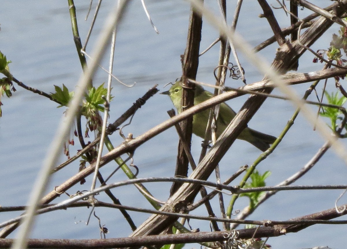 Orange-crowned Warbler - ML634094285