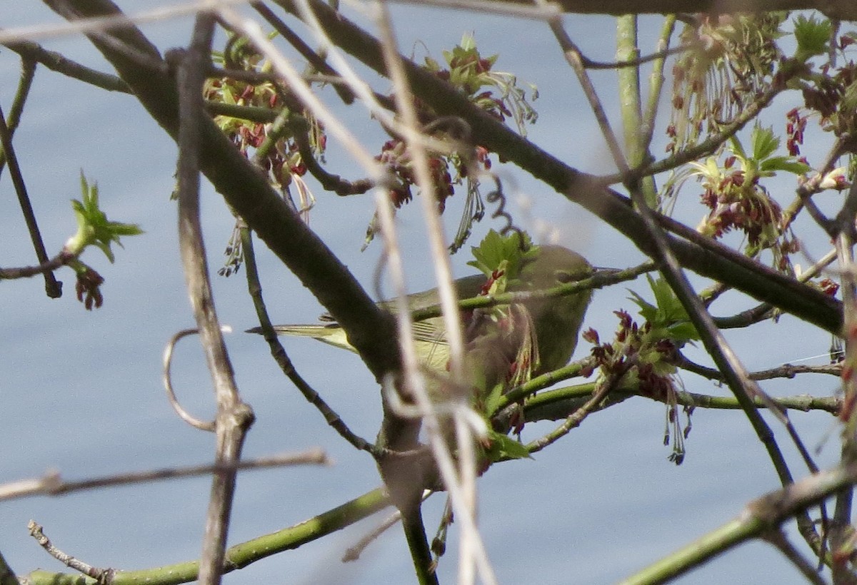 Orange-crowned Warbler - ML634094286