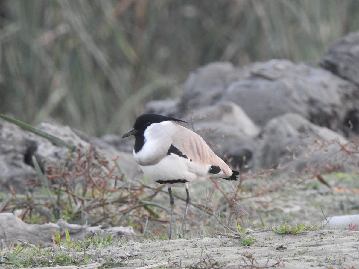 River Lapwing - ML634094289