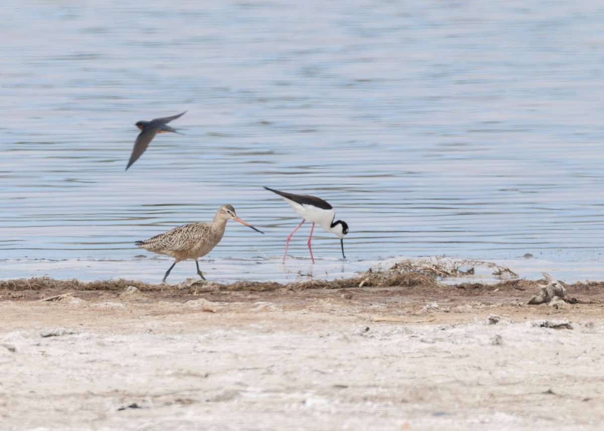 Marbled Godwit - ML634094290