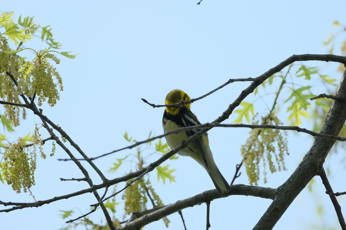 Black-throated Green Warbler - ML634094291