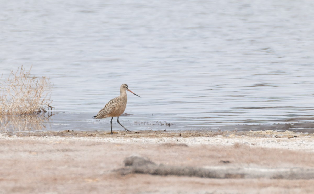 Marbled Godwit - ML634094292