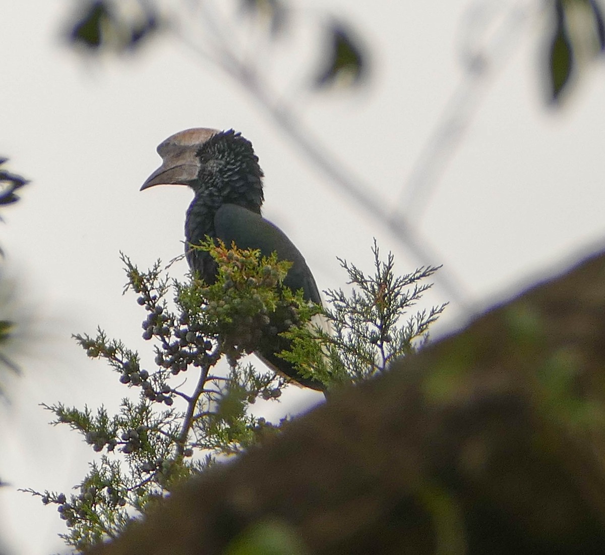 Black-and-white-casqued Hornbill - ML634094294