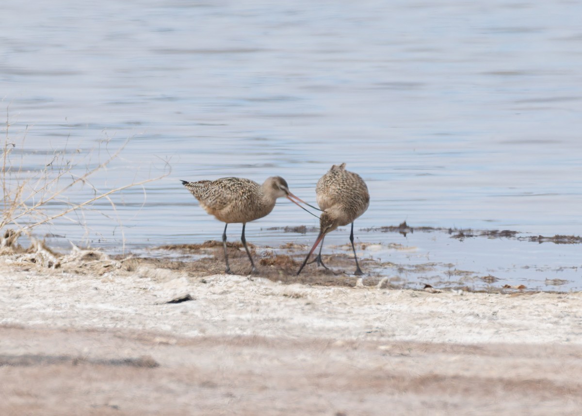 Marbled Godwit - ML634094295
