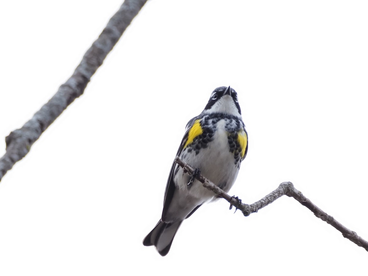 Yellow-rumped Warbler - ML634094296