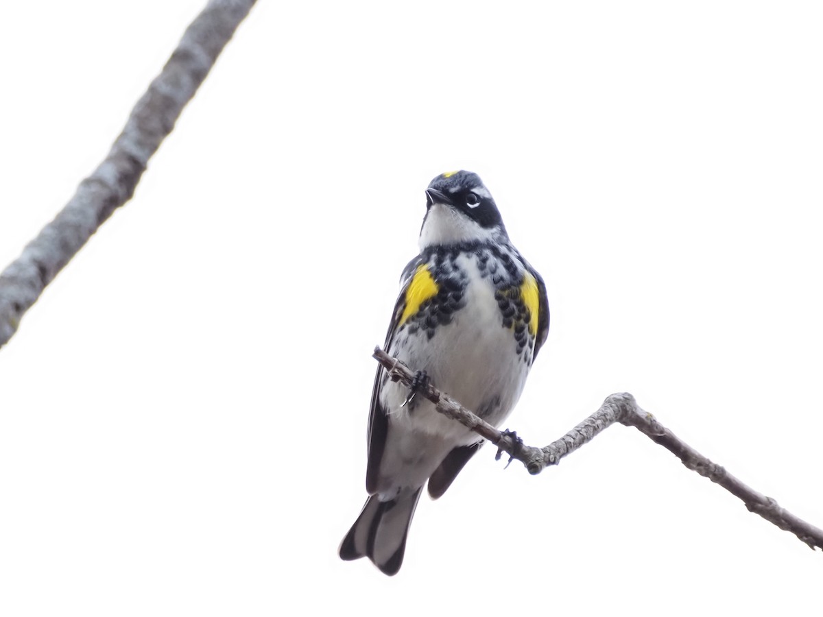 Yellow-rumped Warbler - ML634094298