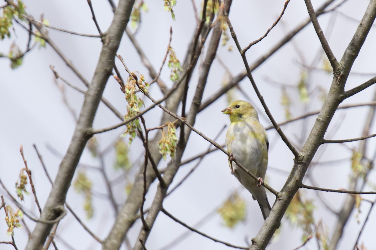 American Goldfinch - ML634094299