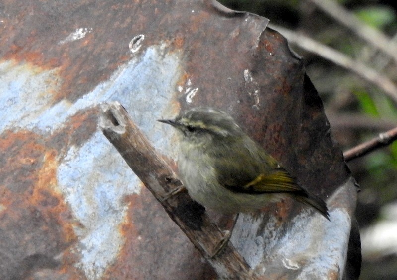 Buff-barred Warbler - ML634094300
