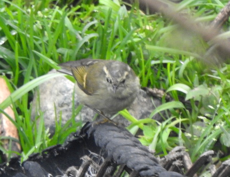 Buff-barred Warbler - ML634094301