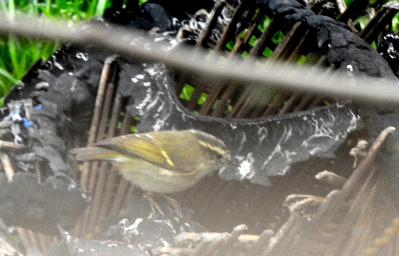 Buff-barred Warbler - ML634094302