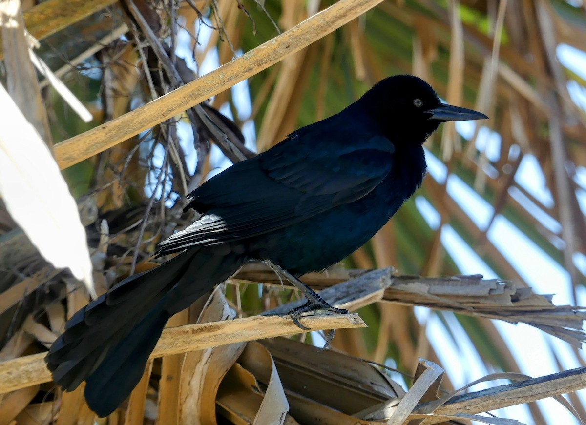 キタオナガクロムクドリモドキ - ML634094433