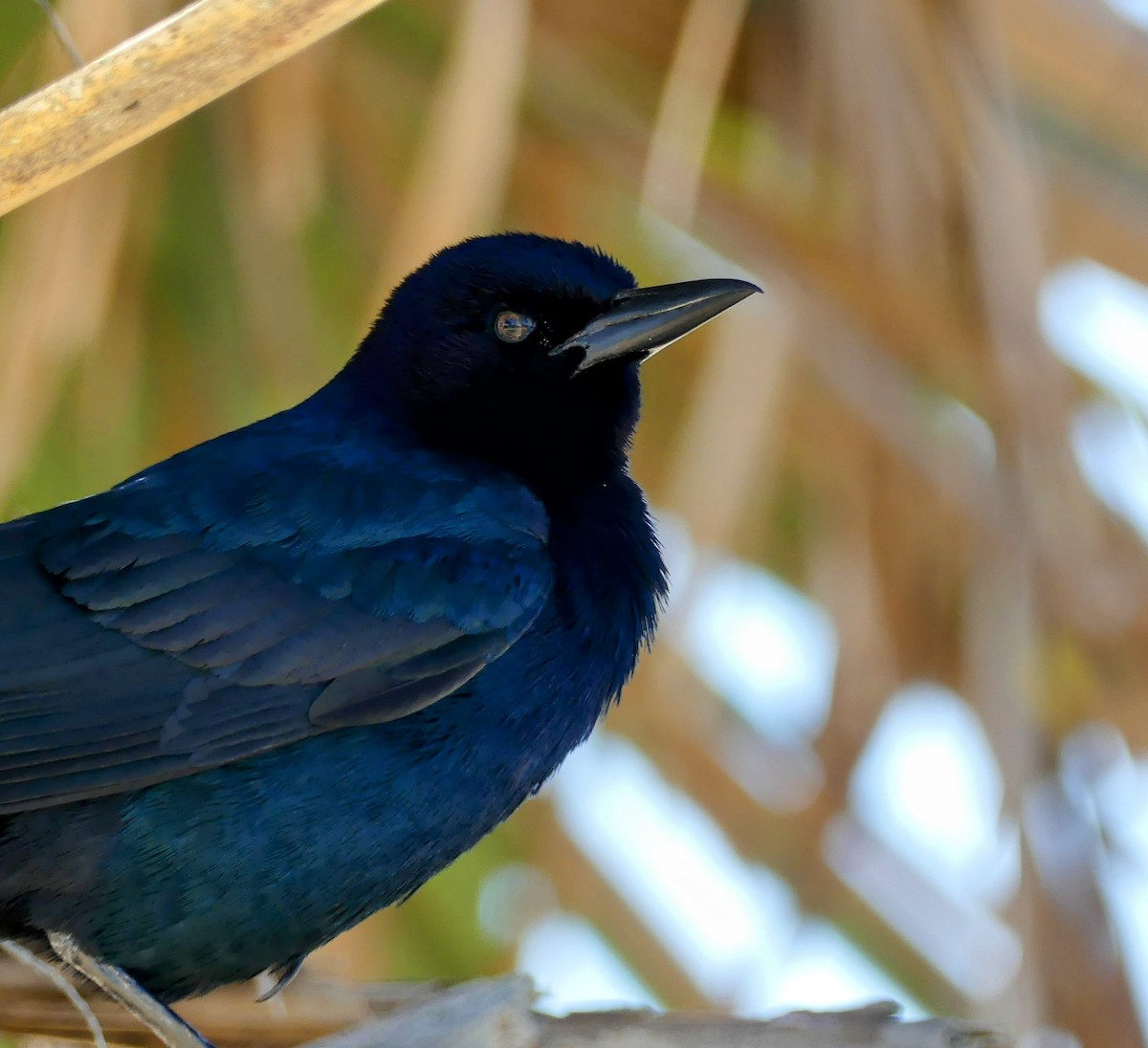 キタオナガクロムクドリモドキ - ML634094434