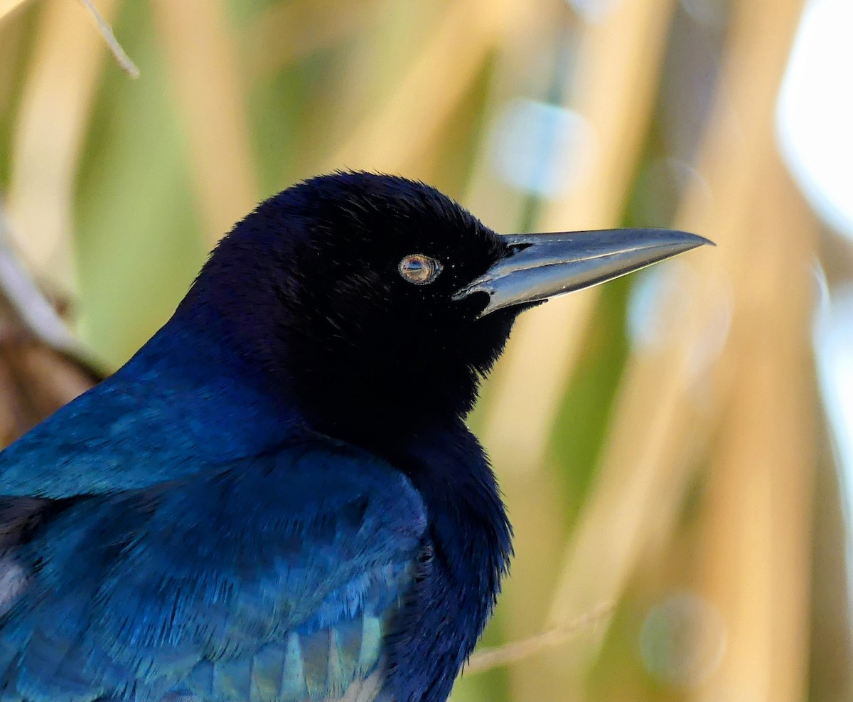 キタオナガクロムクドリモドキ - ML634094436