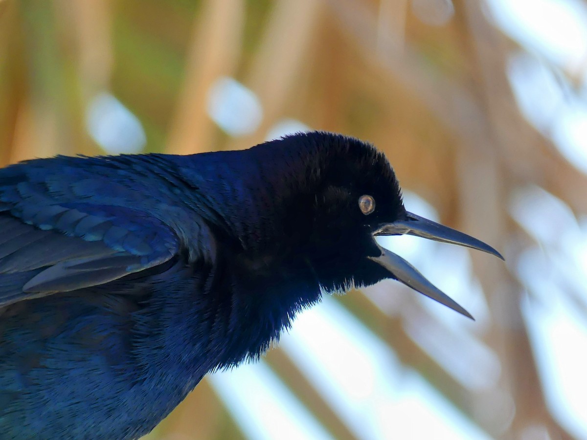 キタオナガクロムクドリモドキ - ML634094437