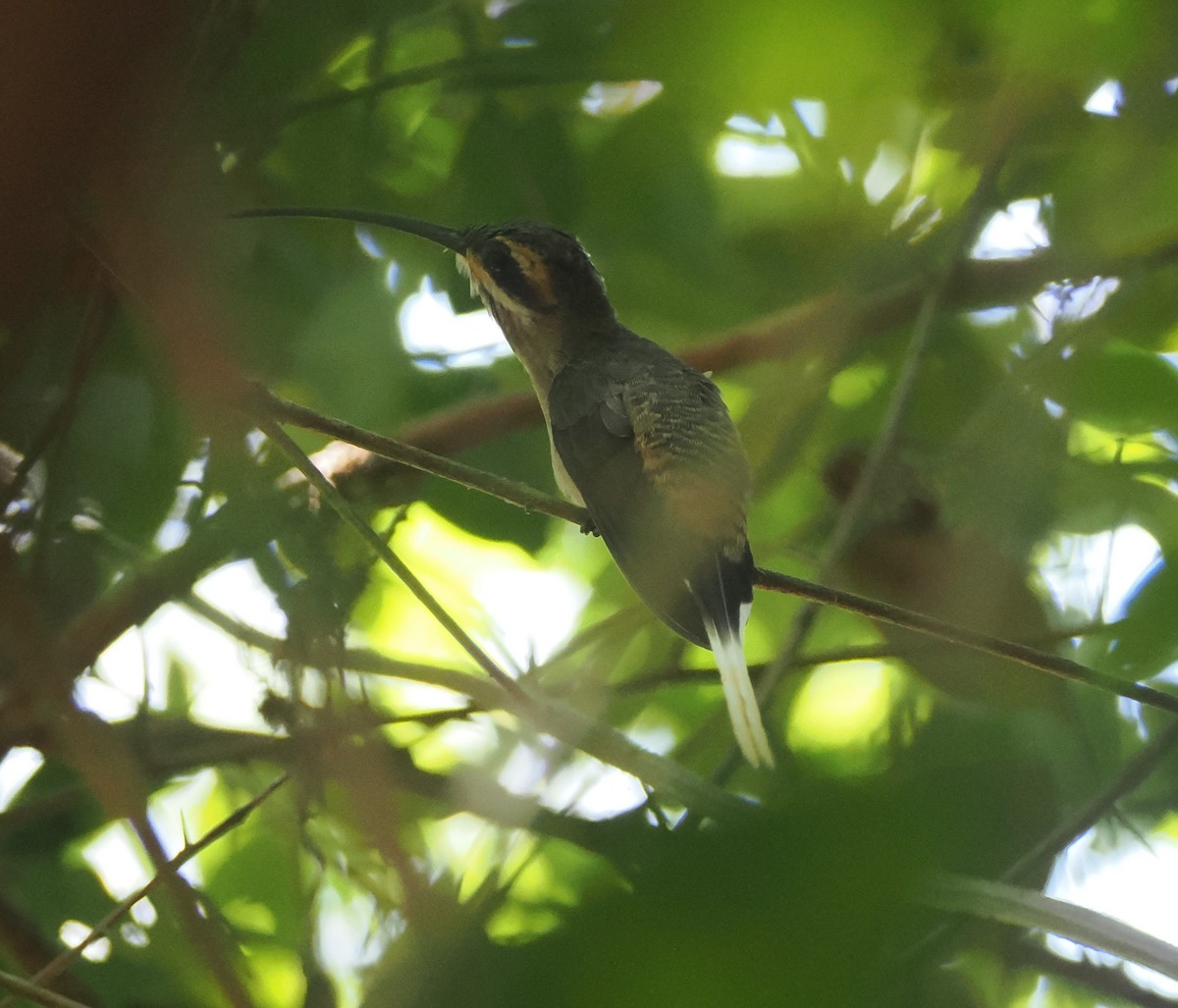 Mexican Hermit (Jalisco) - ML634094440