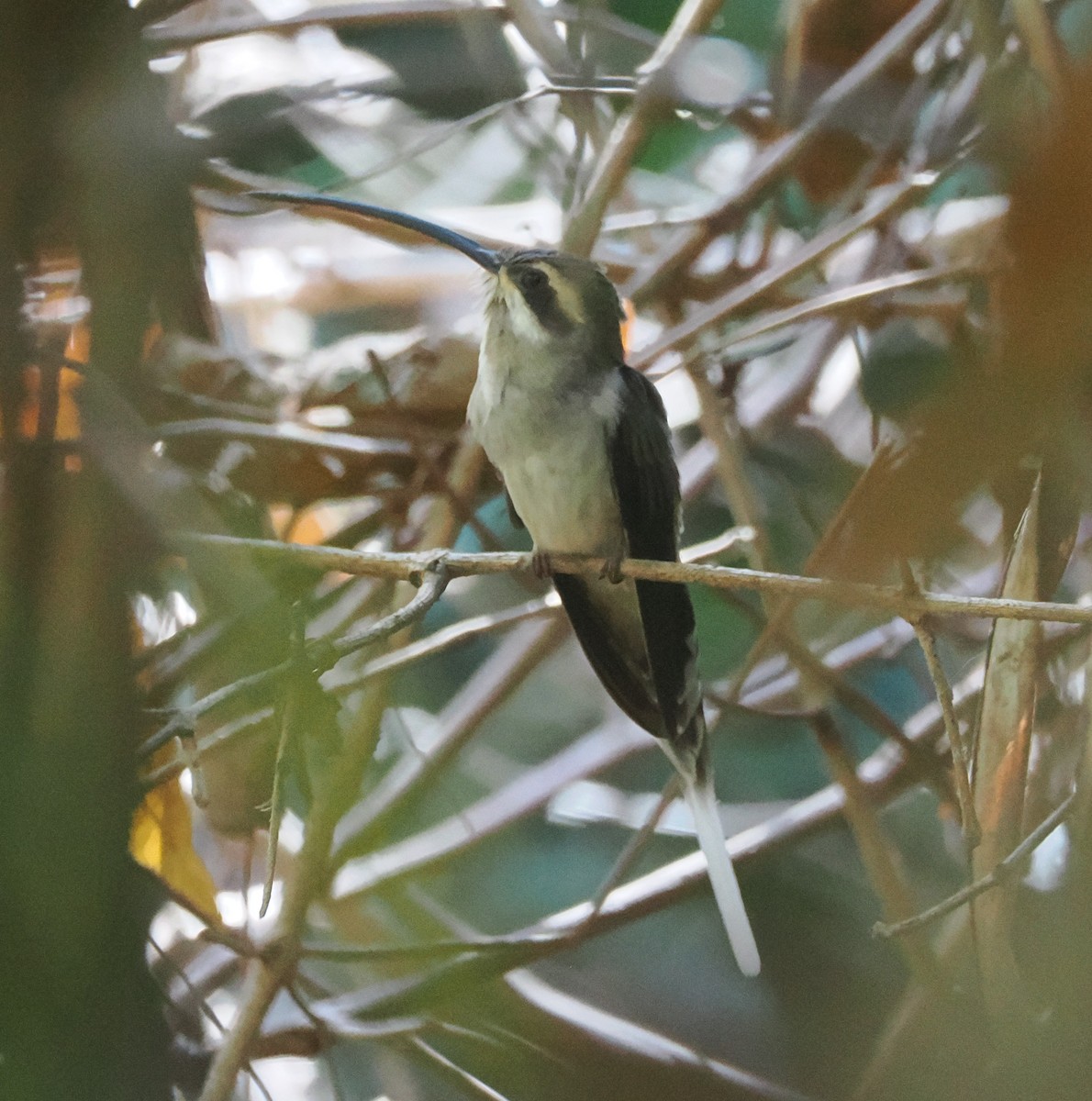 Mexican Hermit (Jalisco) - ML634094442