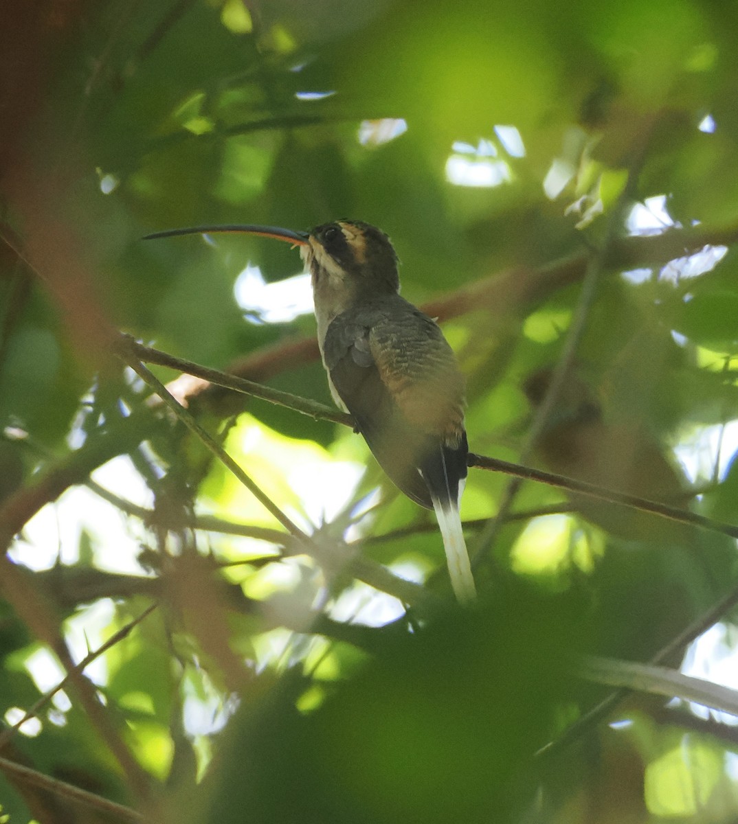 Mexican Hermit (Jalisco) - ML634094443