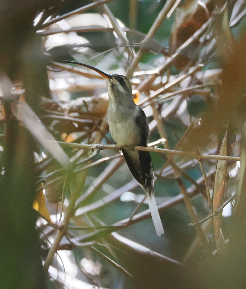 Mexican Hermit (Jalisco) - ML634094444