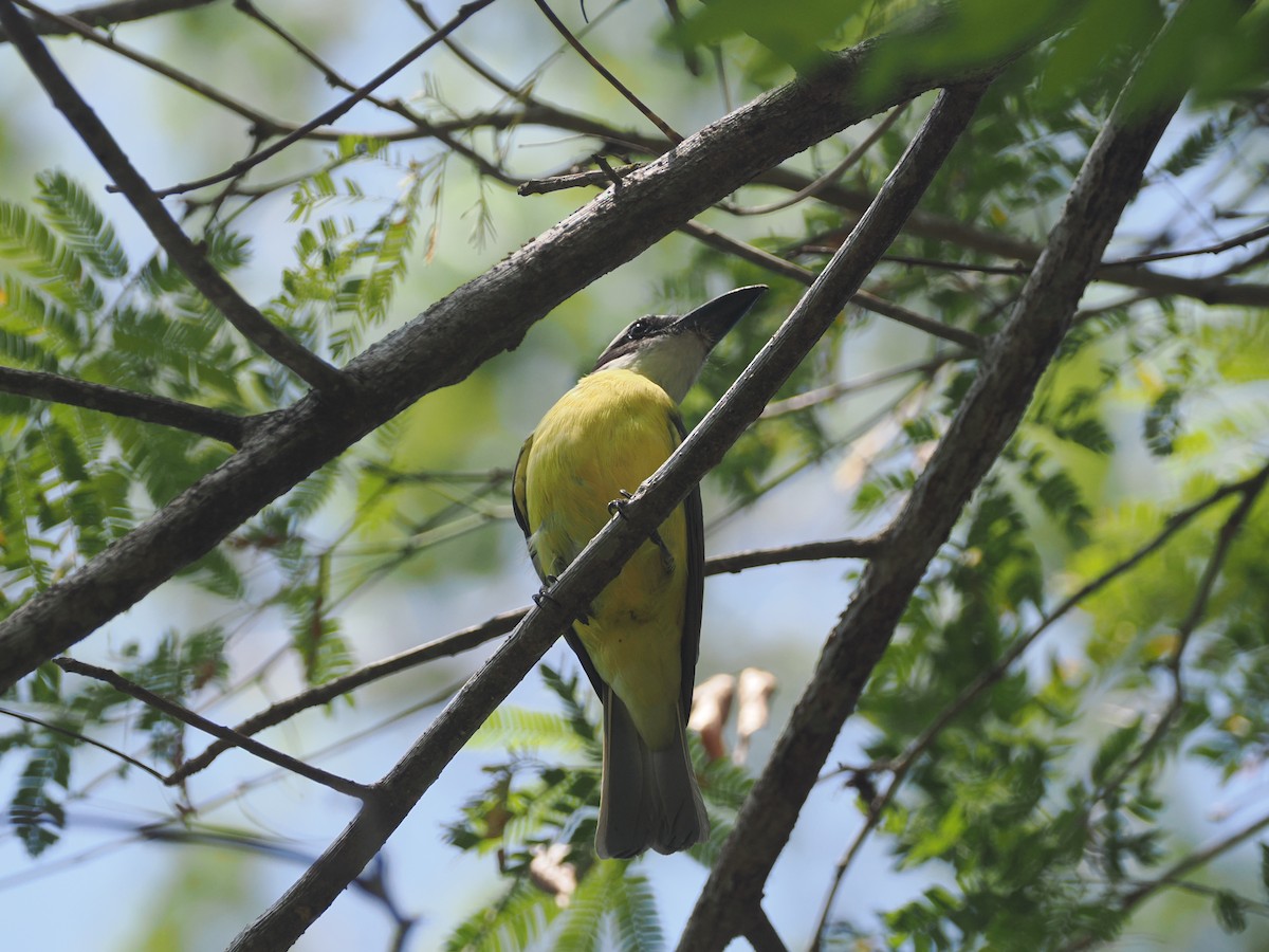 Boat-billed Flycatcher - ML634094488