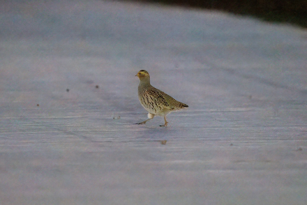 Daurian Partridge - ML634094503
